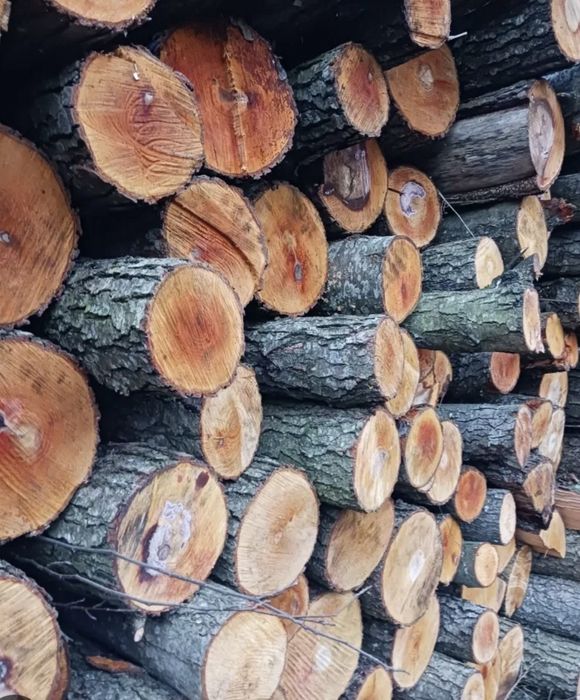 Olcha w wałku / metrach