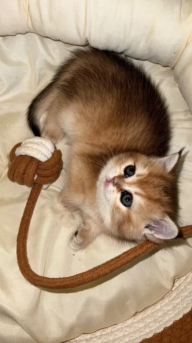 Кошенята британські  золота шиншила 2 міс