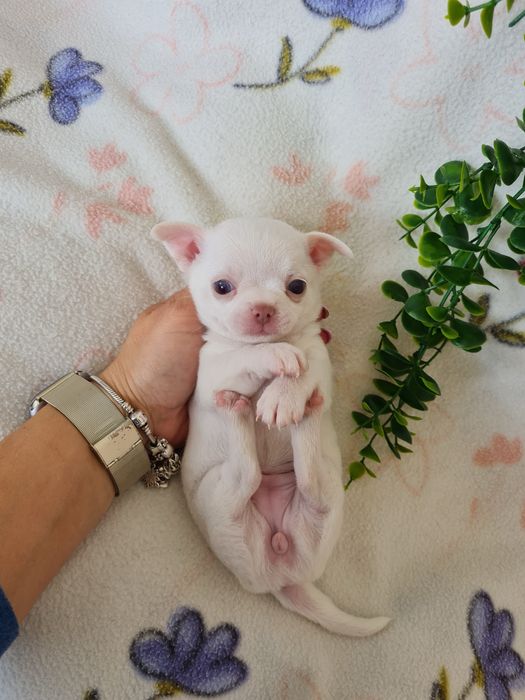 Excelente mini menina Chihuahua/Chiuaua LinhagemRussa de Qualidade