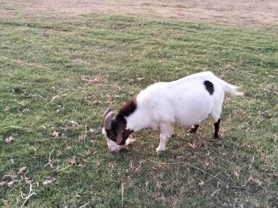 Cabrito anão adulto