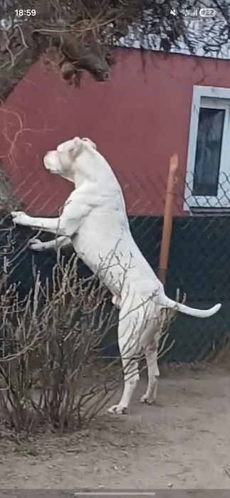 Dog argentynski argentino  suczka szczeniak