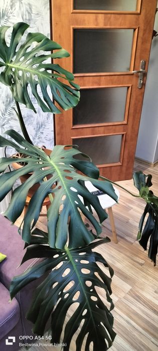 Sprzedam monstere dużą