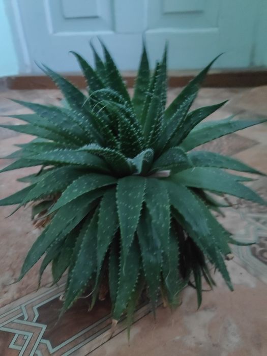 Алоє арістата сукуленти