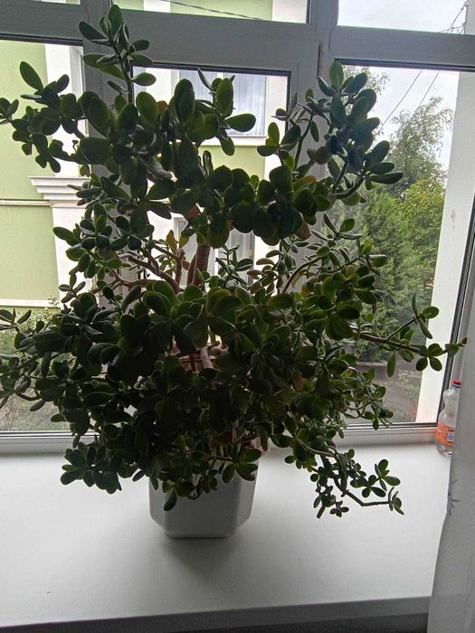 Денежное дерево, толстянка, суккулент