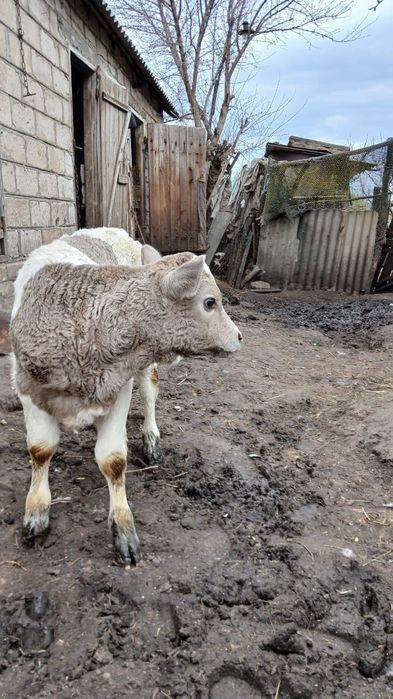 Продам місячного теля