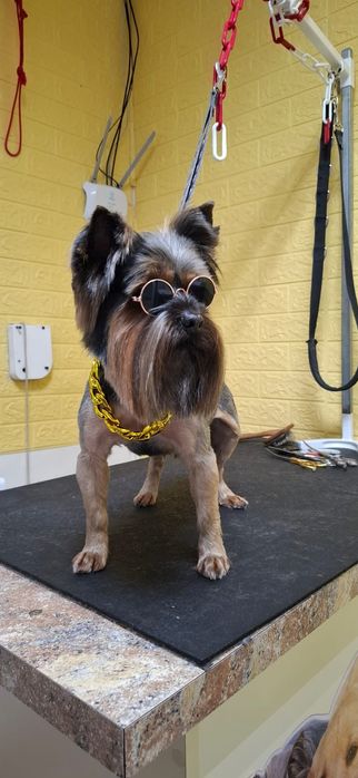 Грумінг для вашого улюбленця