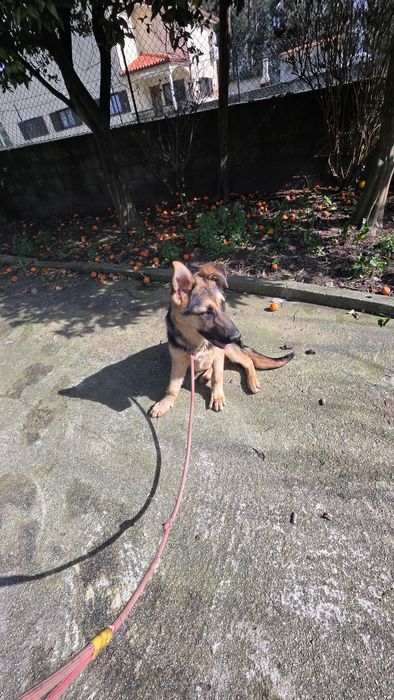 Pastor Alemão fêmea