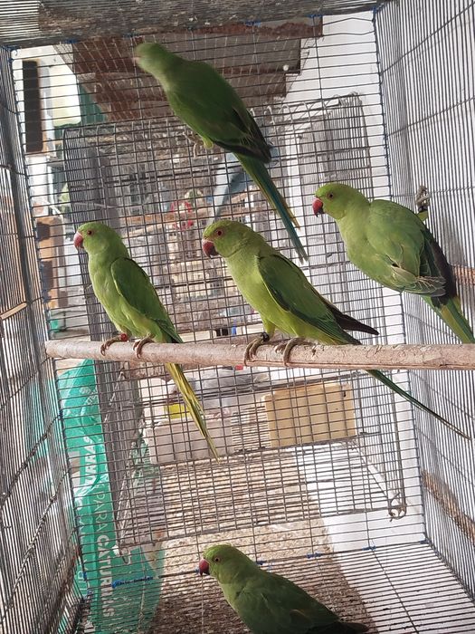 Ring necks verdes