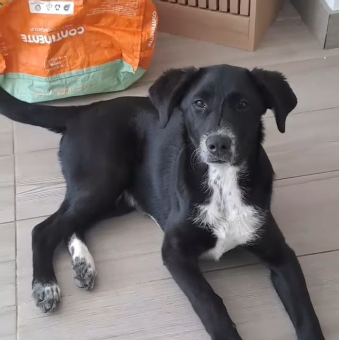 Cachorro / cão preto e branco para adoção