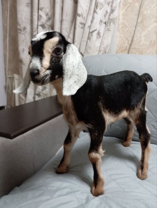 Продам козочек  англо-нубійок