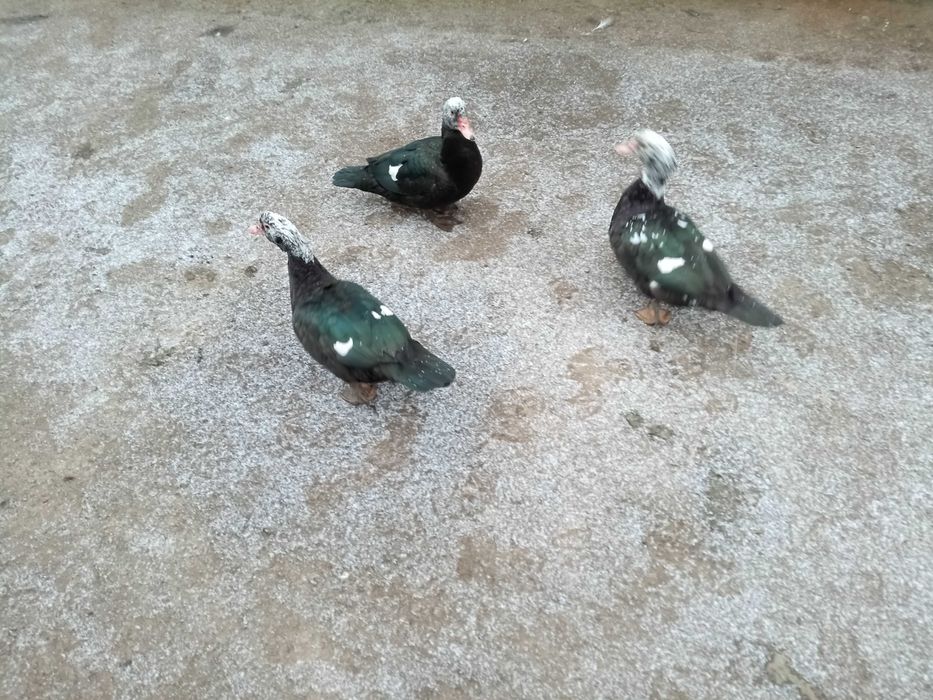 Молодые индоуточки на племя