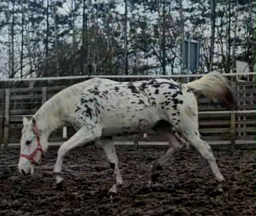 PKS klacz tarantka tarant