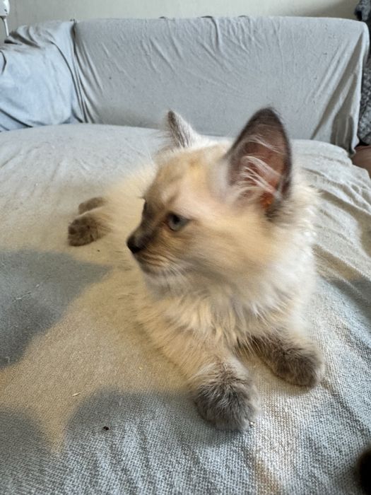 Kocurek Ragdoll seal point - gotowy do odbioru