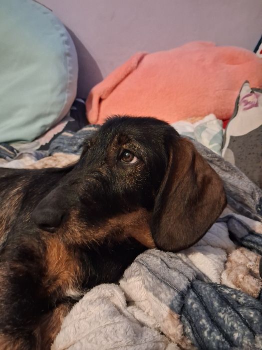 Jamnik szorstkowłosy standardowy