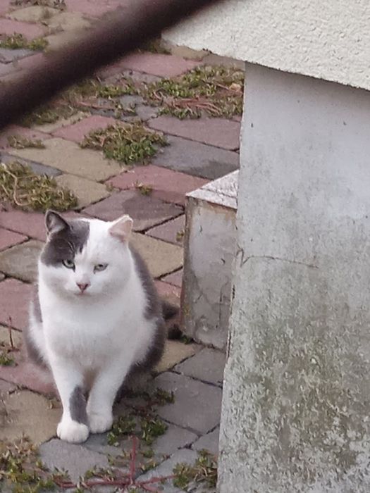 Молодий котик в хороші руки безкоштовно