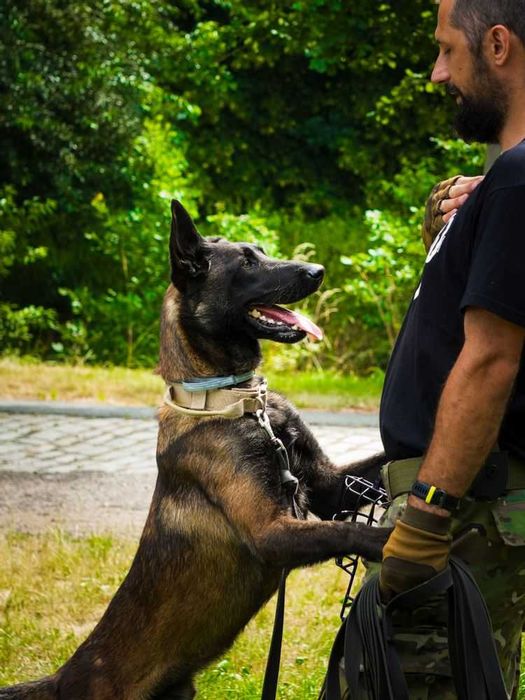 Nico-młody pies w typie owczarek belgijski malinois dla doświadczonych