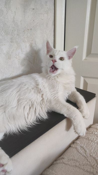 Ваша радість котик Мейн Кун.