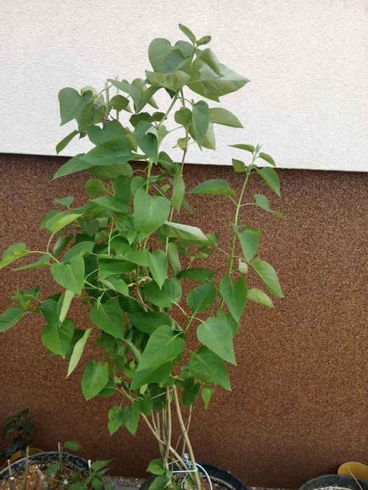 Sadzonki , bez biały i fioletowy