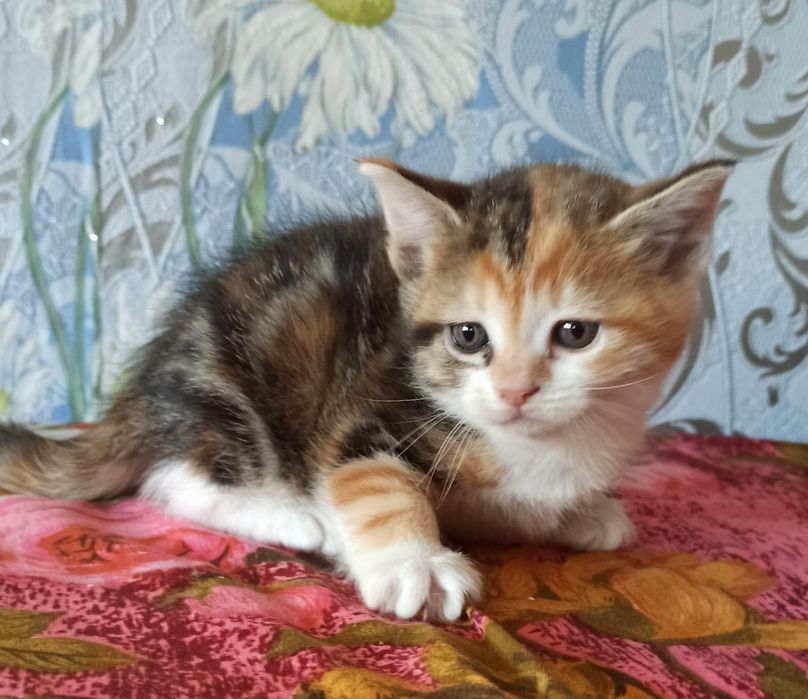 Яркая, сладкая малышка