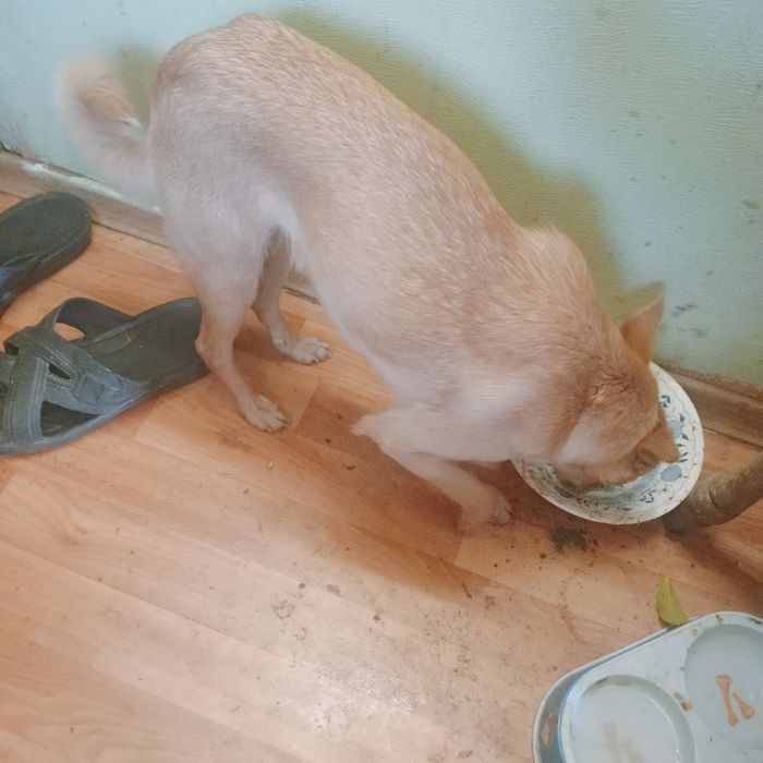 Віддам безкоштовно собачок вони маленькі