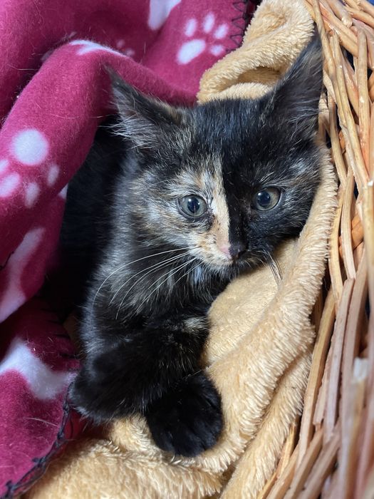 кішечка шукає родину