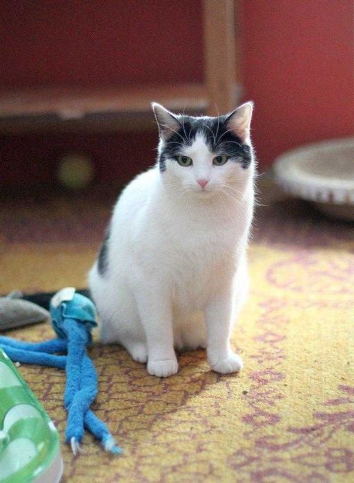 Amelka tak bardzo potrzebuje domku. Adoptuj!!