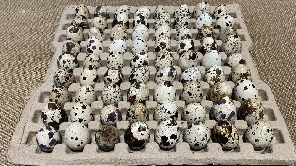 інкубаційні перепилині яйця