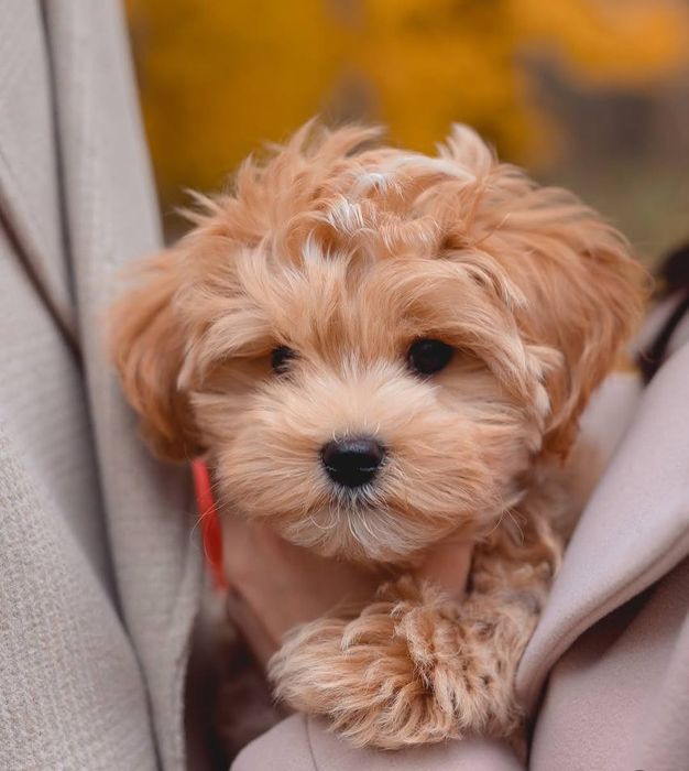 Очаровательные щенки мальтипу в наличии