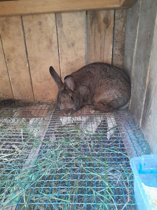 Продам домашніх кролів