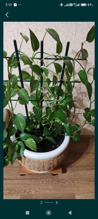 Продам плетёные горшок с красивым цветком.