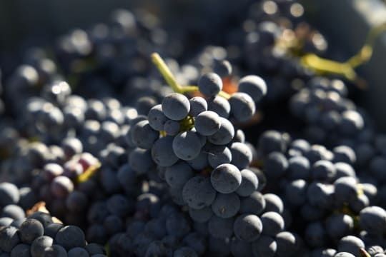 Uvas de qualidade para fazer Vinho (Tenho Uvas Tinto e algumas Brancas) - Região do Dão