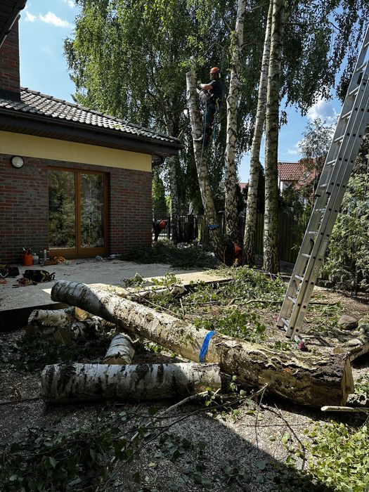 Alpinistyczna wycinka i pielęgnacja drzew, usługi rębakiem i frezarką