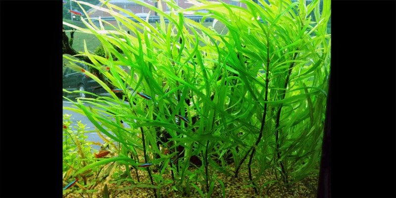 Hygrophila lacustris.