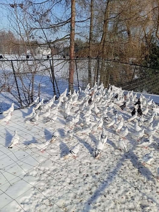 Gołębie do ganiania