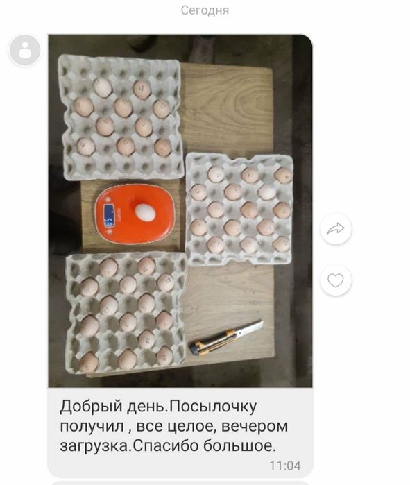 Інкубаційні  яйця та інкубатори