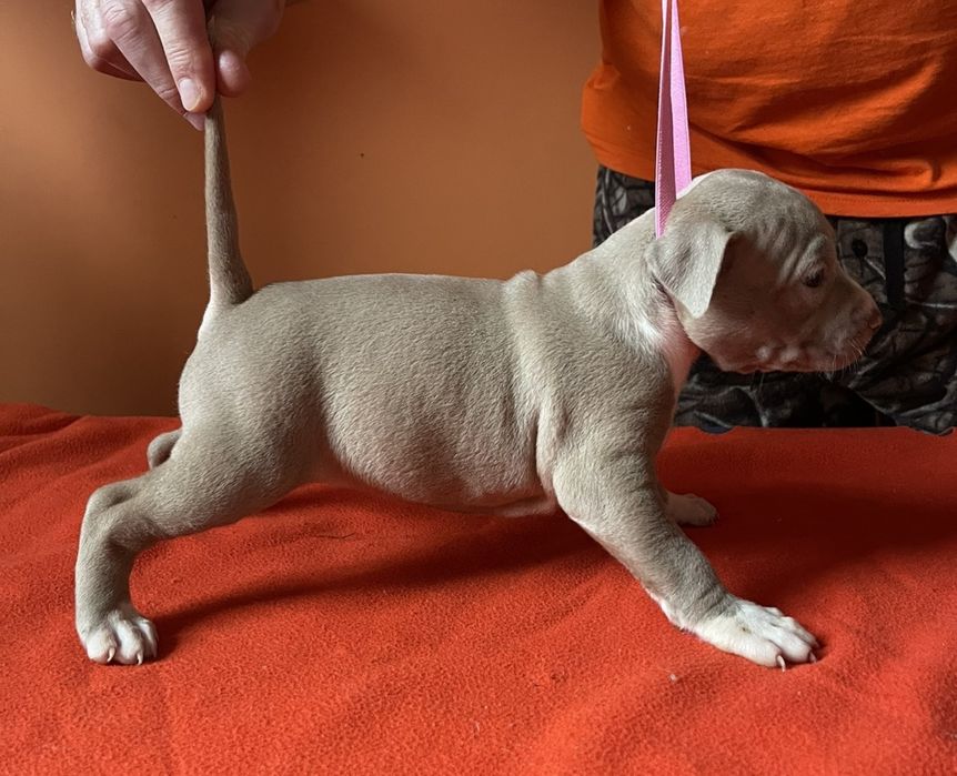 Американський стафордширський тер'єр