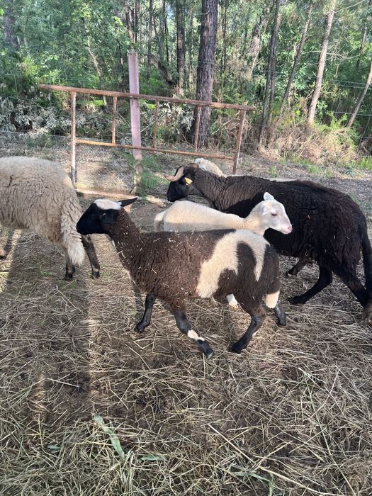 Borregas/Ovelhas