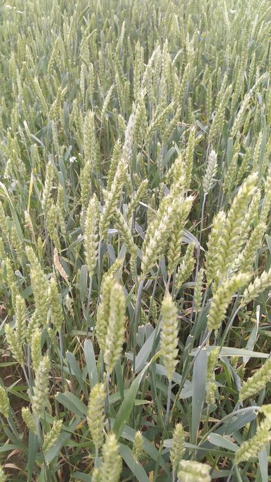 Pszenica jara Telimena 2025