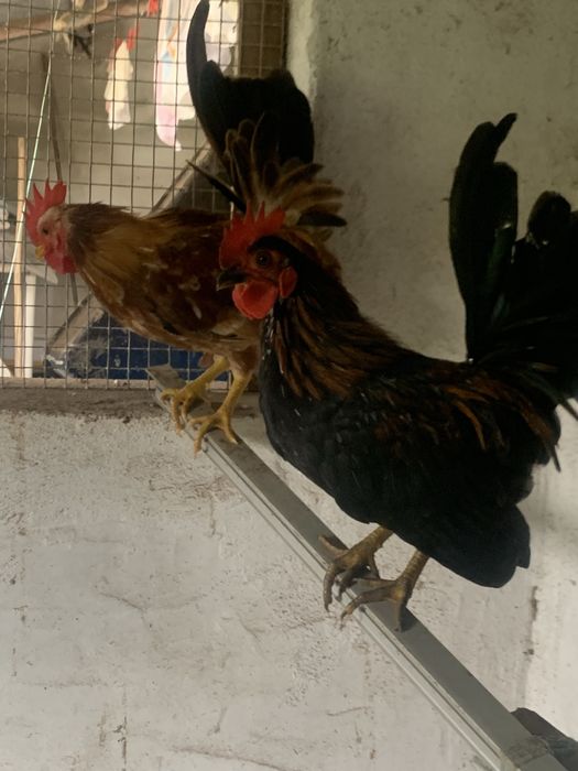 Mini serames aves doceis