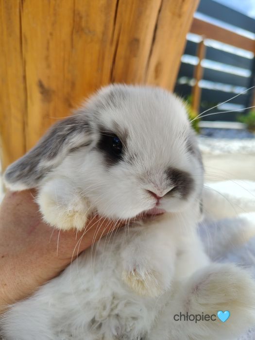 Mini Lop z metryka królik miniaturka domowy