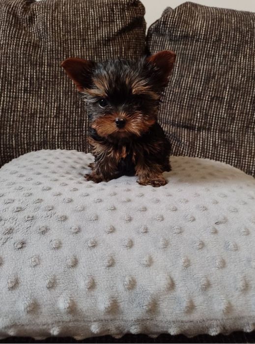 Miniaturowy chłopczyk Yorkshire Terrier