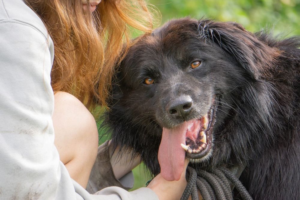 Corso, potężny piekny pies  czeka na dom