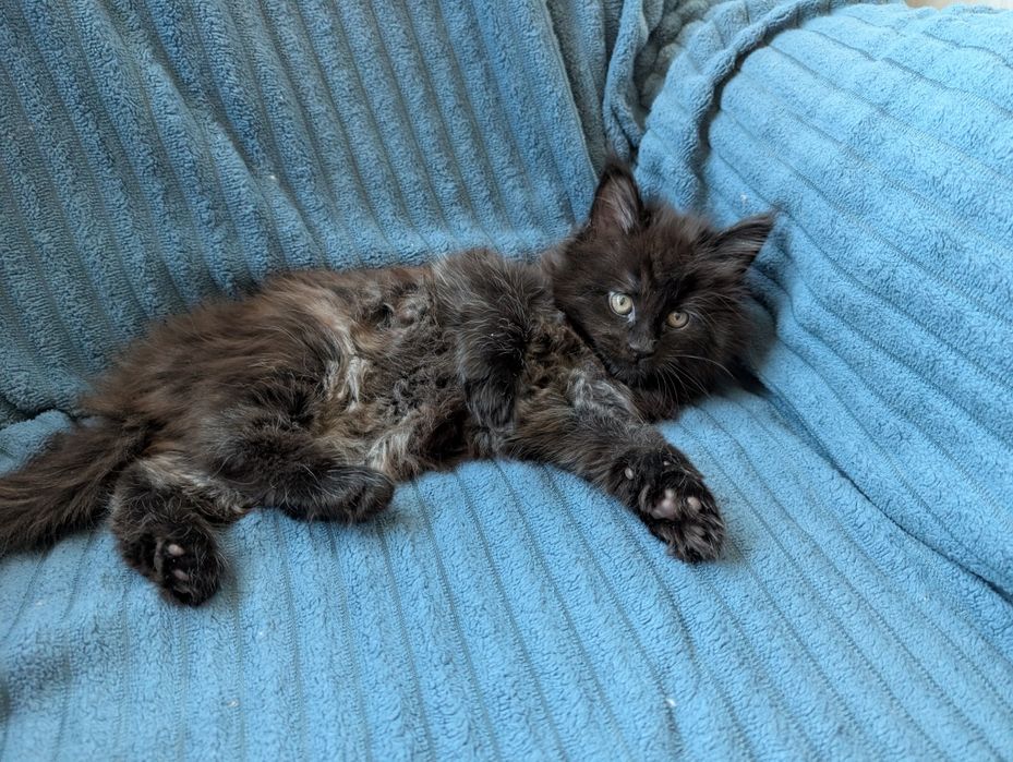 Maine Coon Bruno i Borys rodowód