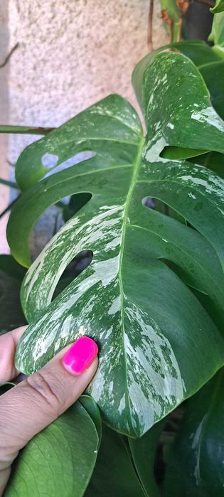 VENDO Monstera variegata envasada