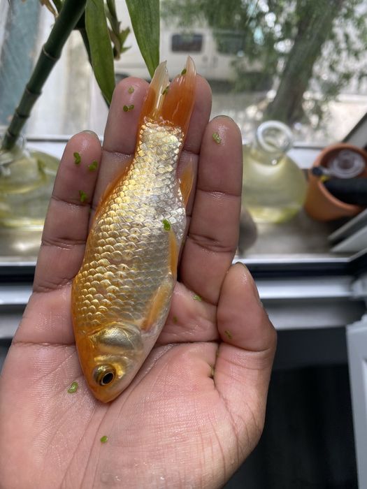 Peixe comete amarelo