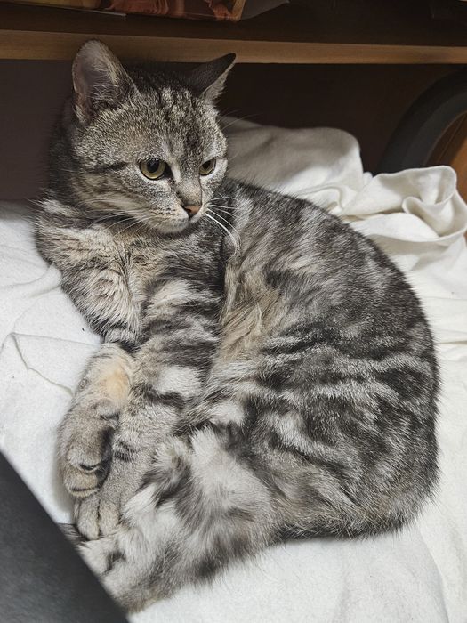 Koty - dom tymczasowy potrzebny na cito