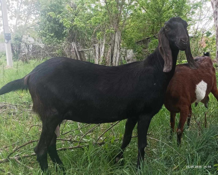 Козочка 25% камори , коза,козлята