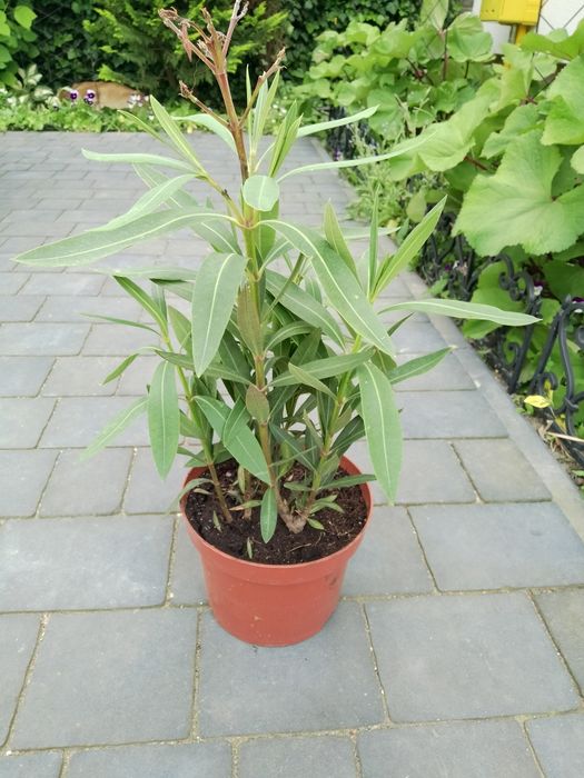 Oleander 3 sadzonki w donicy