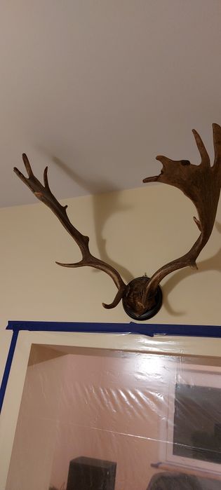 Sprzedam rogi poroże zrzuty