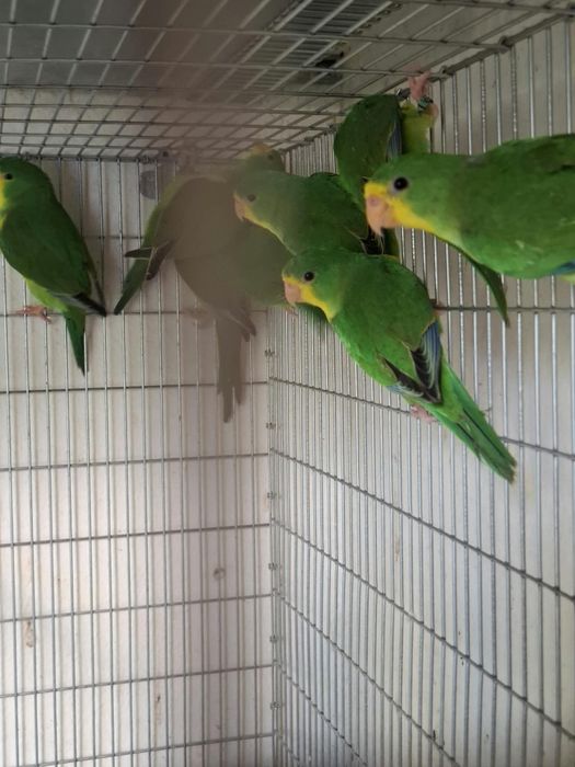 Casais periquito limão